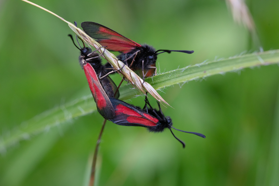 Zygaena minos/purpuralis