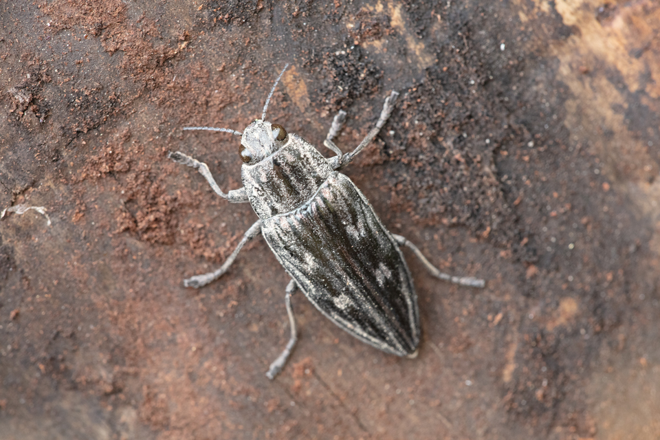 Chalcophora