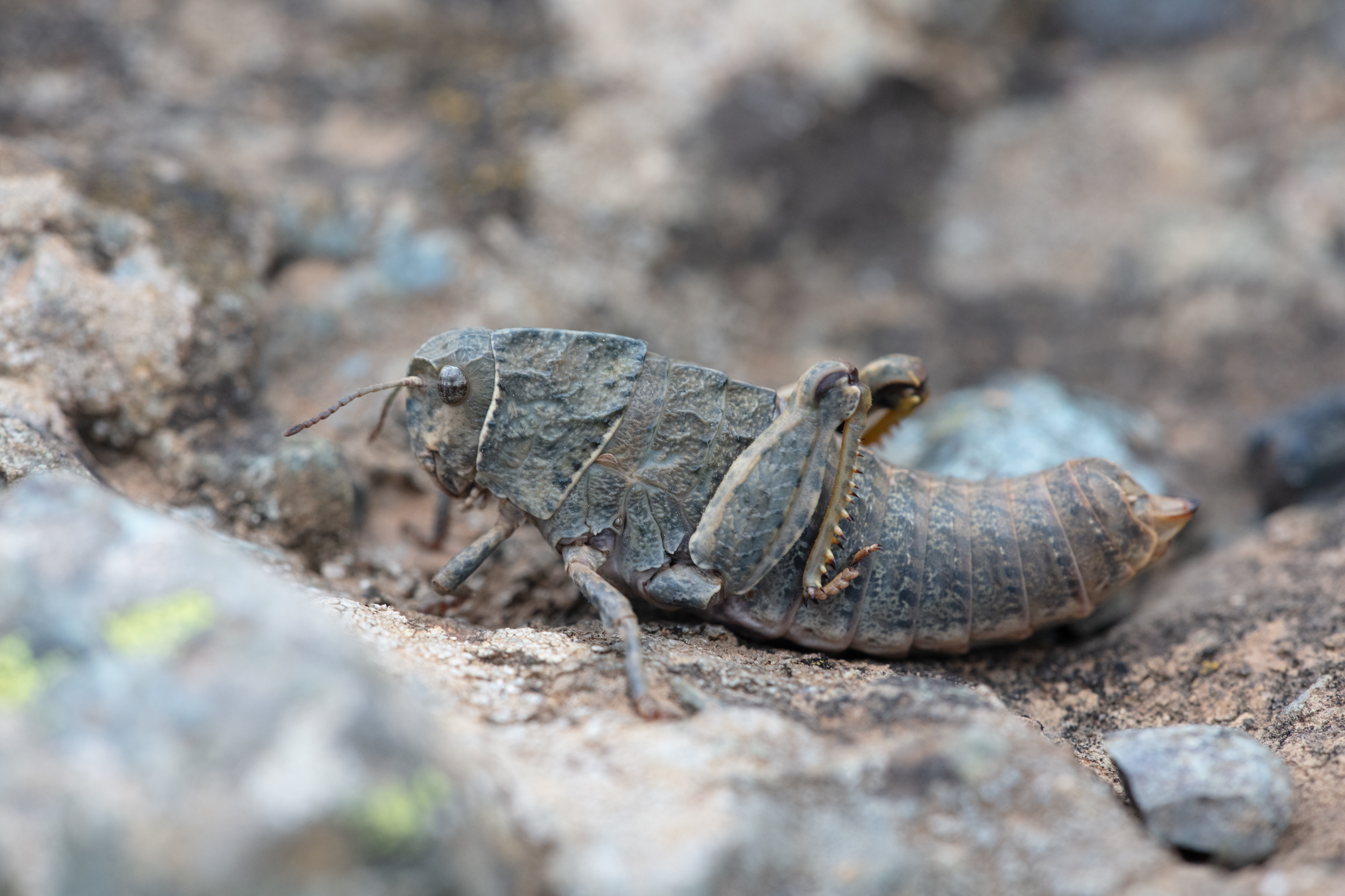 Paranocaracris bulgaricus