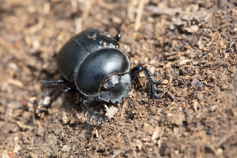 Scarabaeus typhon - óriás-galacsinhajtó