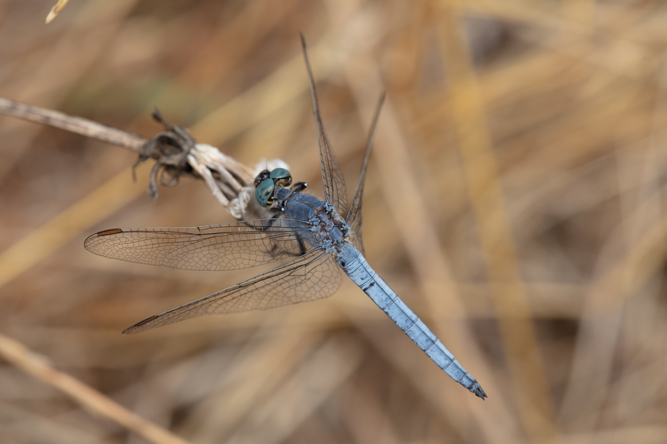 Orthetrum coerulescens - karcsú pásztorszitakötő