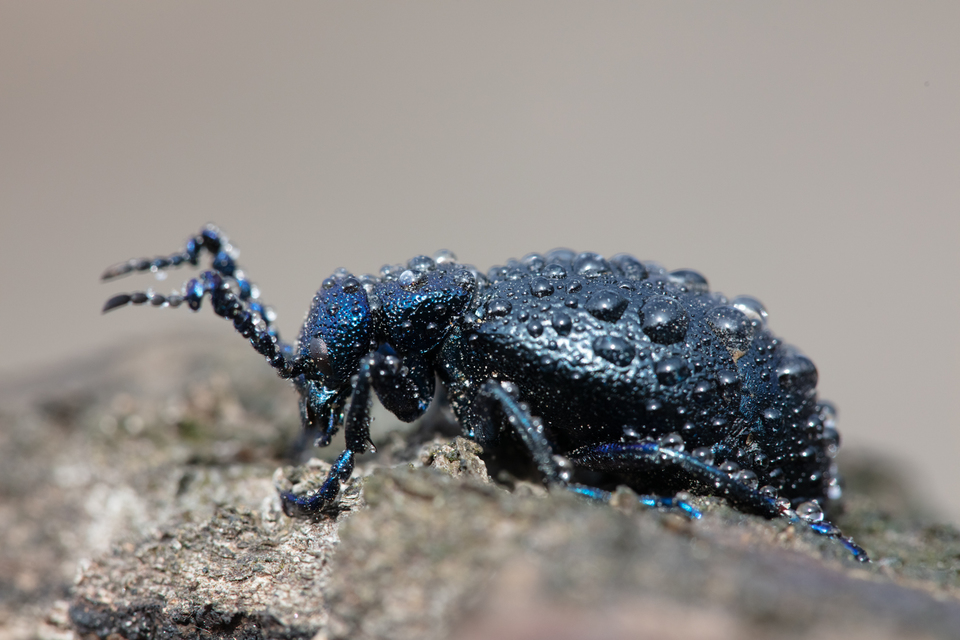Meloe proscarabaeus - közönséges nünüke