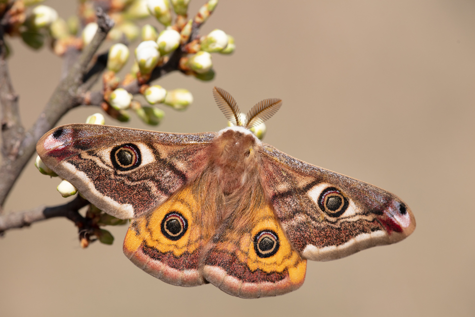 Saturnia pavoniella/pavonia