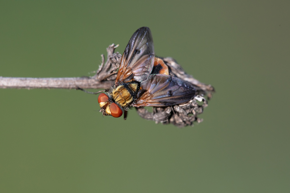 Phasiinae