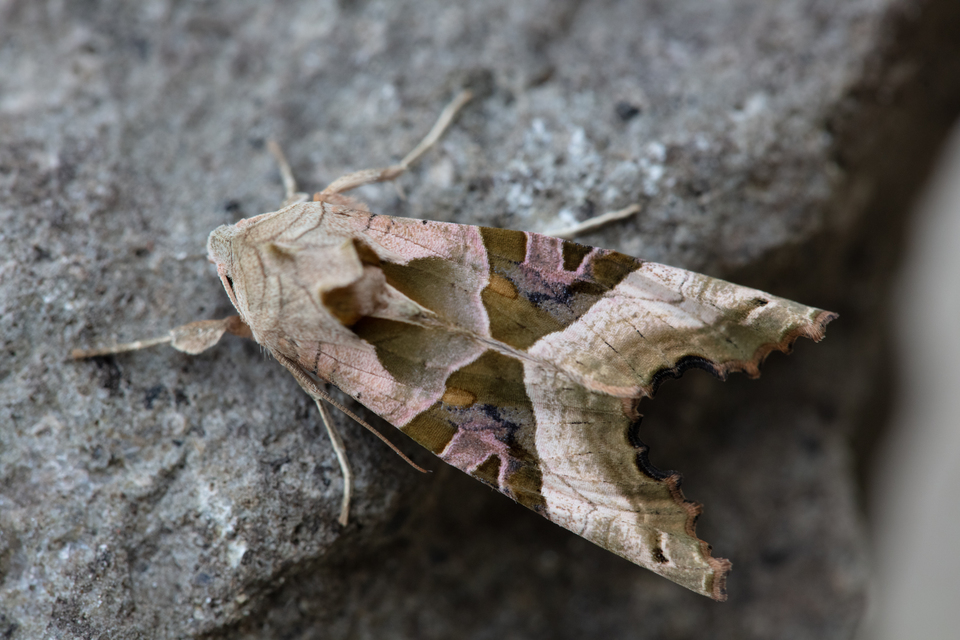 Phlogophora meticulosa - vándorló csipkésbagoly