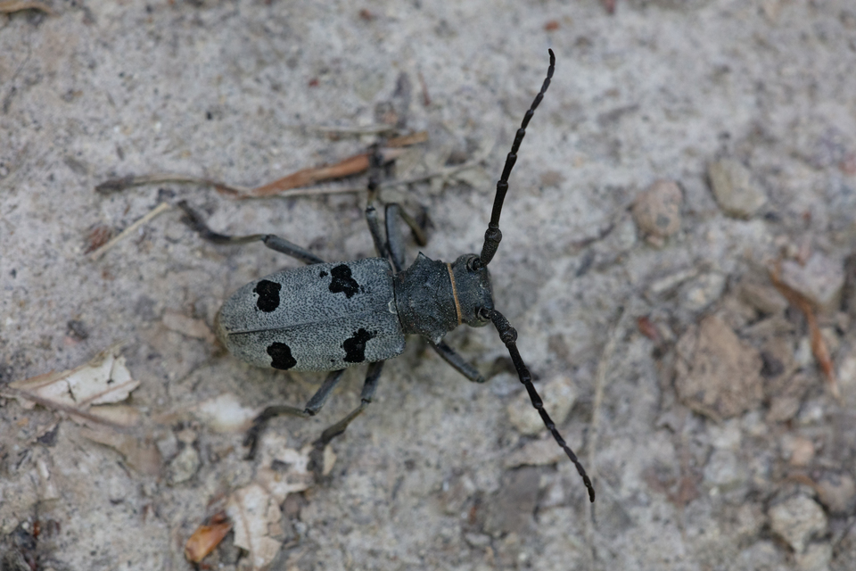 Morimus asper funereus - gyászcincér