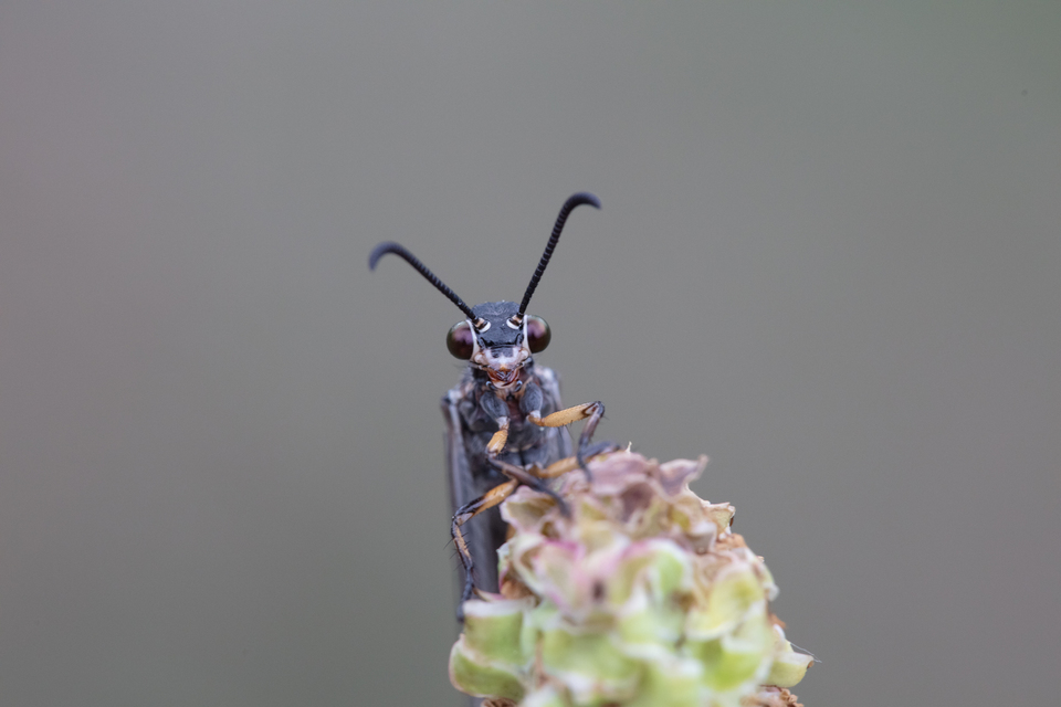 Myrmeleon formicarius - erdei hangyaleső