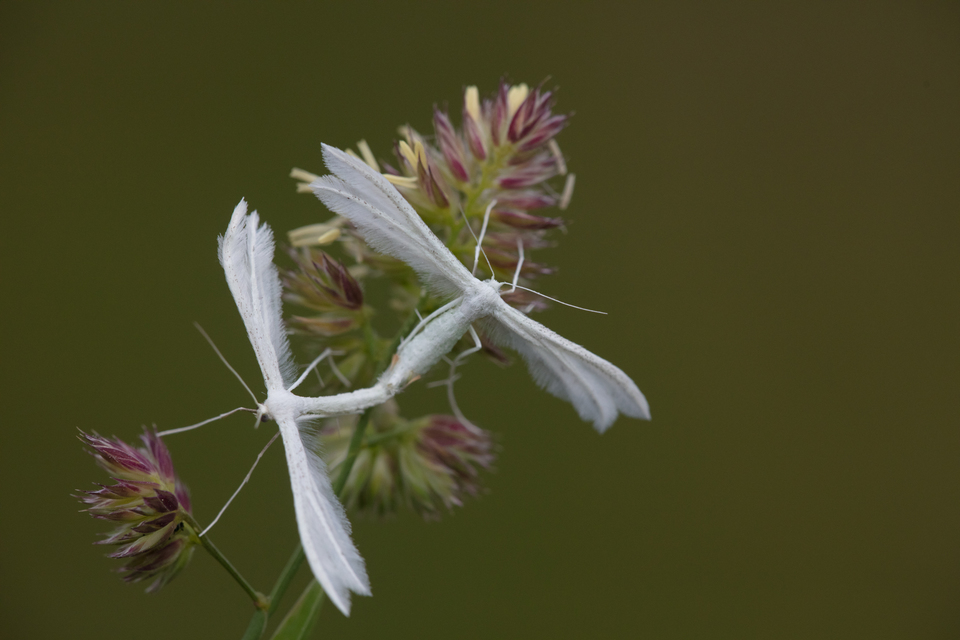 Pterophorus pentadactyla - fehér tollasmoly