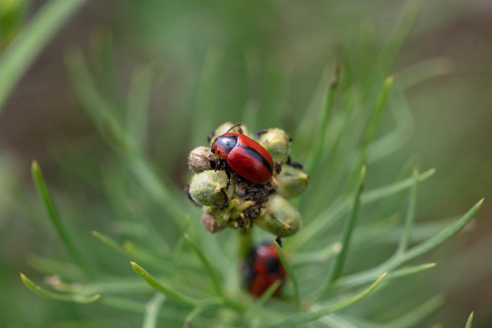 Entomoscelis dorsalis - hérics-honvédbogár