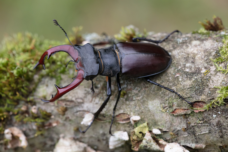Lucanus cervus - nagy szarvasbogár