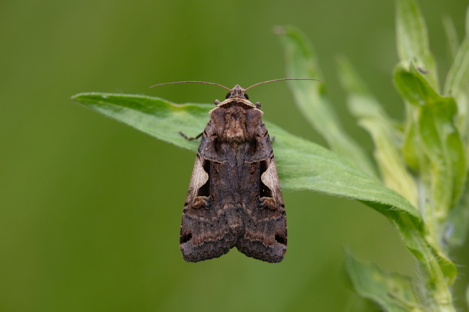 Xestia c-nigrum - c-betűs fűbagoly