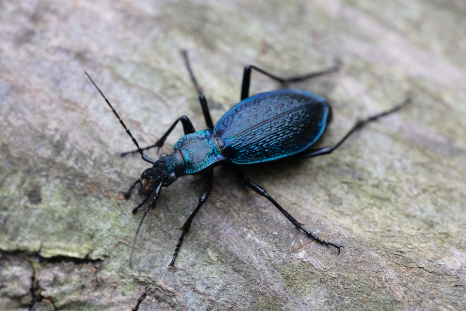 Carabus intricatus - kék laposfutrinka