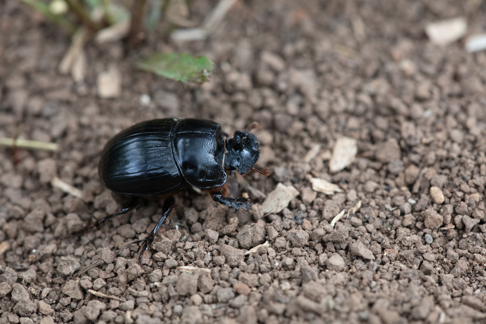 Copris lunaris - közönséges holdszarvú-ganéjtúró