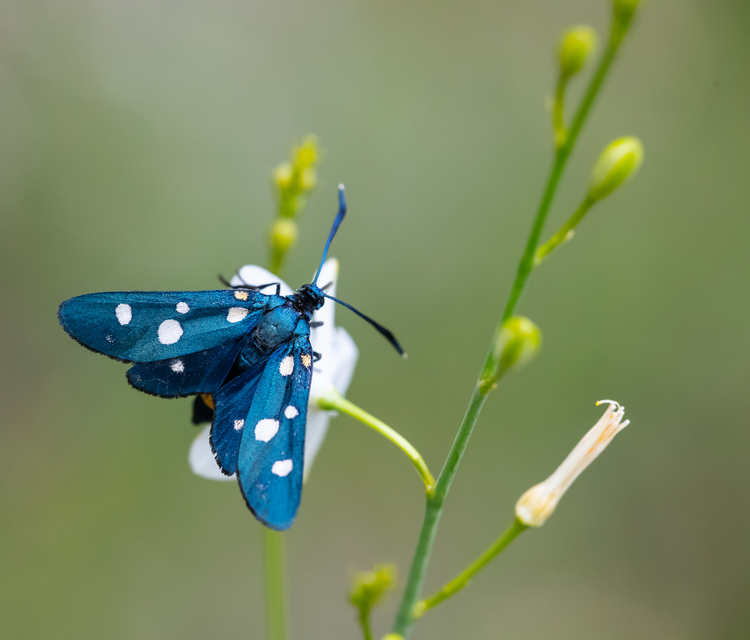 Zygaena ephialtes - változékony csüngőlepke