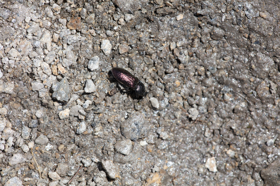 Selatosomus confluens rugosus