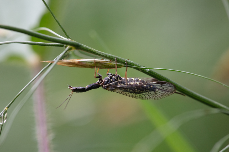 Raphidioptera - Tevenyakú-fátyolkák