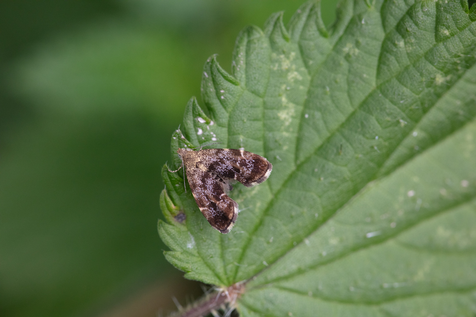 Choreutidae - levélmolyfélék