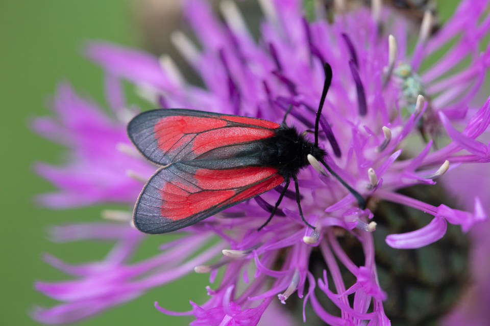 Zygaena minos/purpuralis