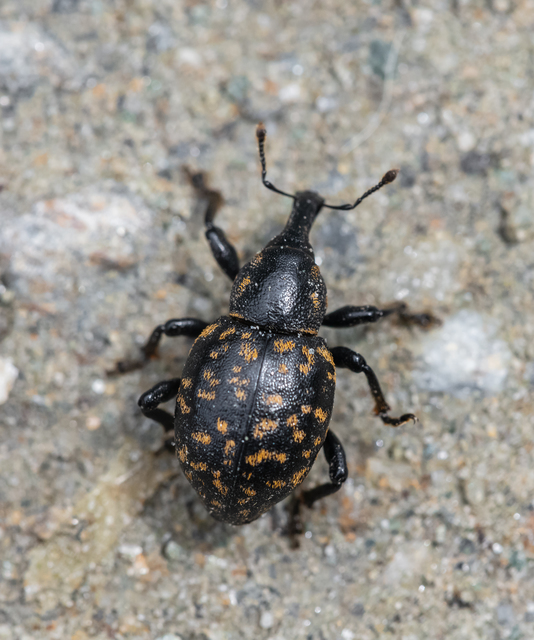 Liparus germanus - német acsalapuormányos