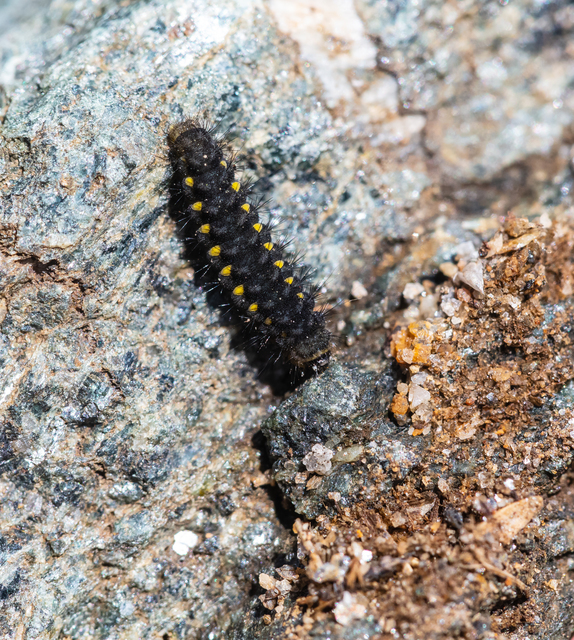 Zygaena exulans