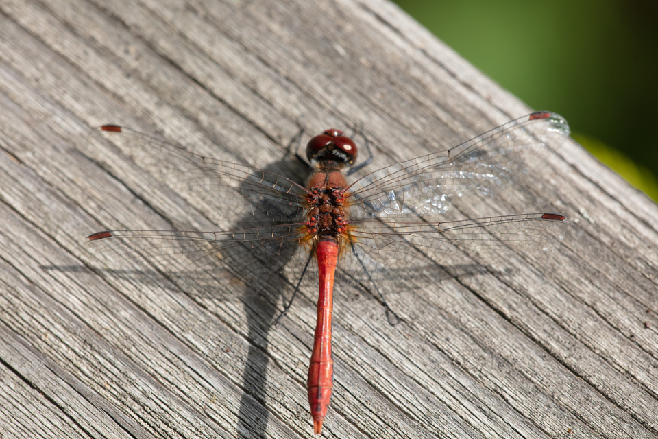 Sympetrum sanguineum - vörös katona-szitakötő