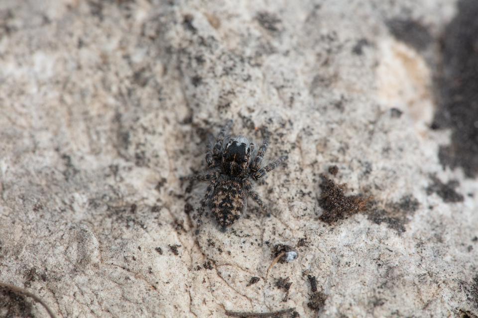 Philaeus chrysops - piros ugrópók