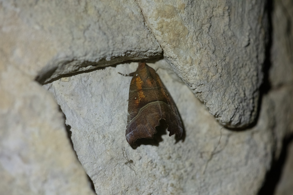 Scoliopteryx libatrix - vörös csipkésbagoly