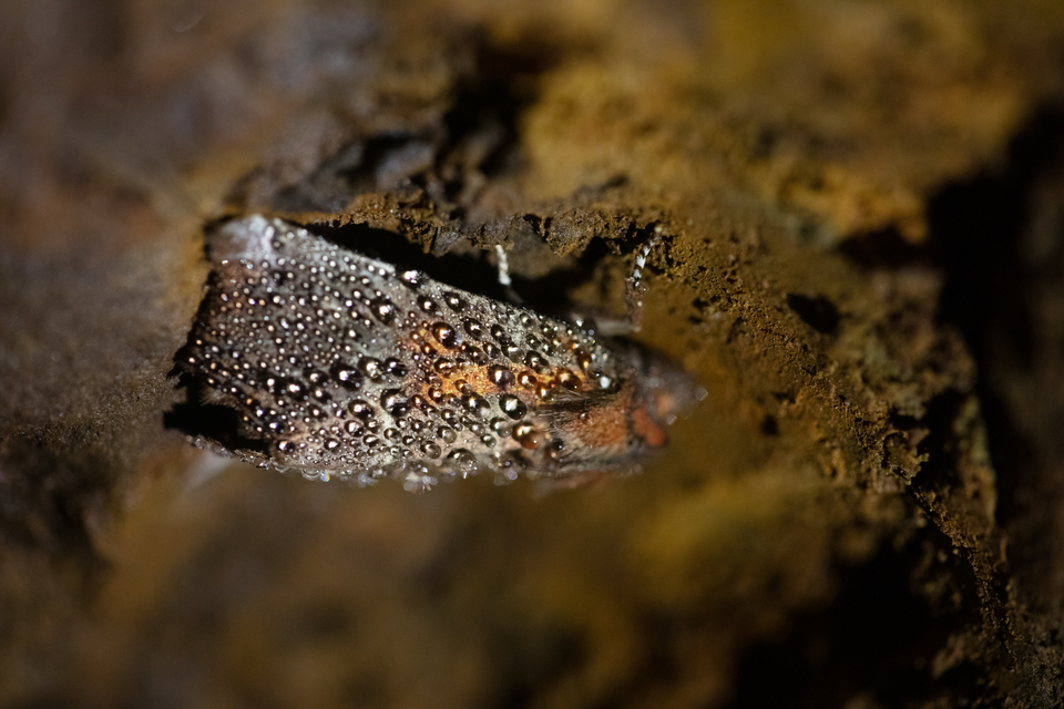 Scoliopteryx libatrix - vörös csipkésbagoly