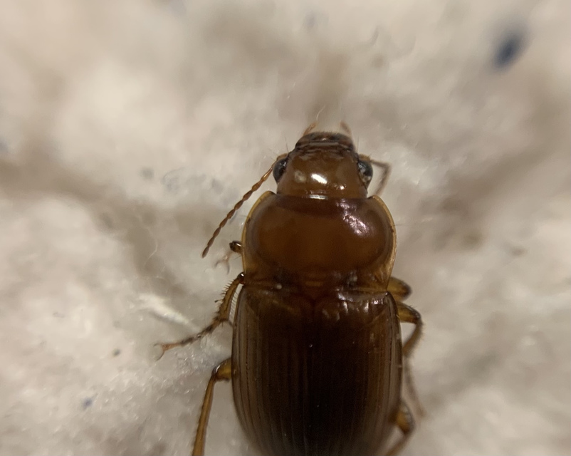 Amara fulva - sápadt közfutó Amara fulva - sápadt közfutó
