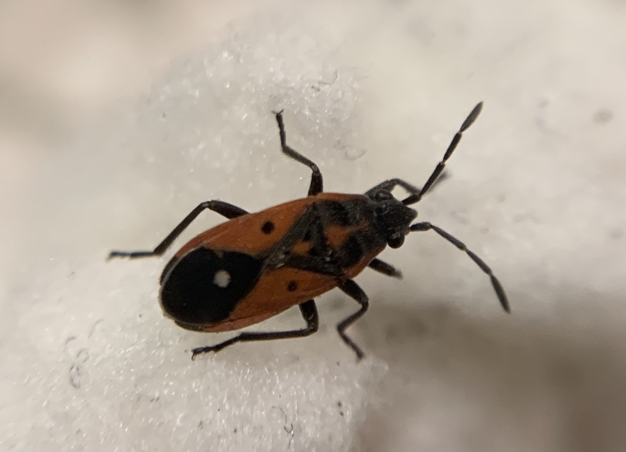 Melanocoryphus tristrami