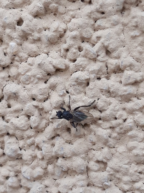 Sphaeroceridae - trágyalegyek