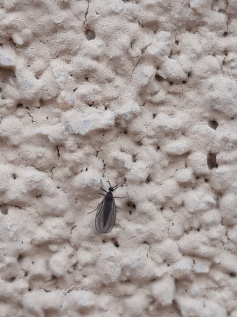 Cecidomyiidae - gubacsszúnyogok