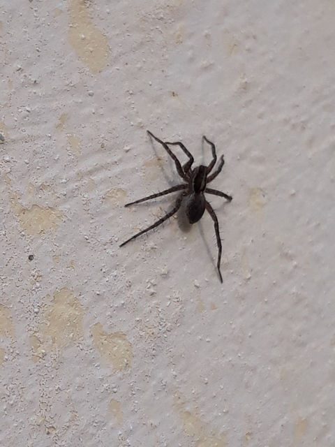 Pardosa agrestis - pusztai farkaspók
