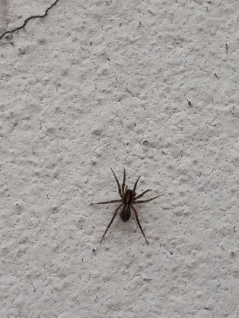Pardosa agrestis - pusztai farkaspók