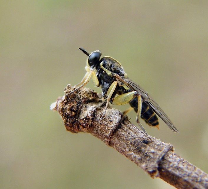 Solva marginata