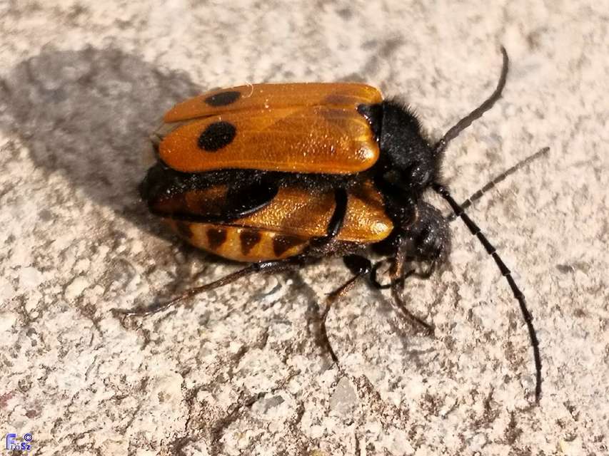 Apalus bimaculatus - kétfoltos élősdibogár