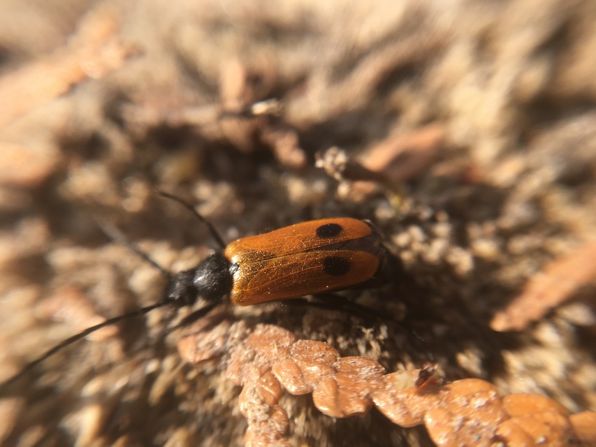 Apalus bimaculatus - kétfoltos élősdibogár