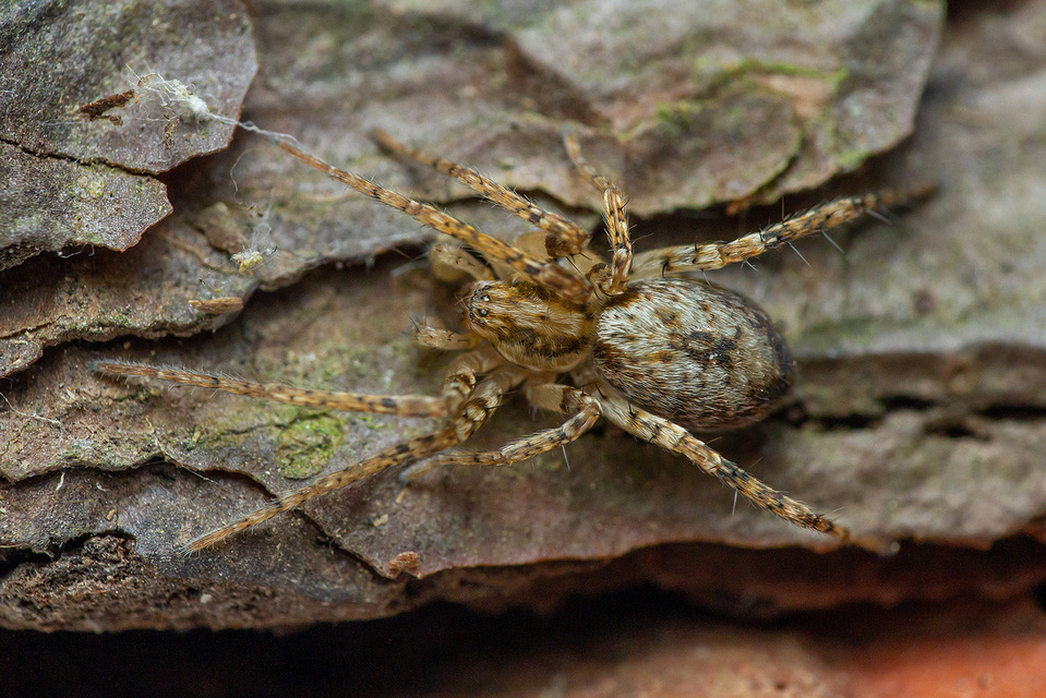 Anyphaena accentuata - jegyespók