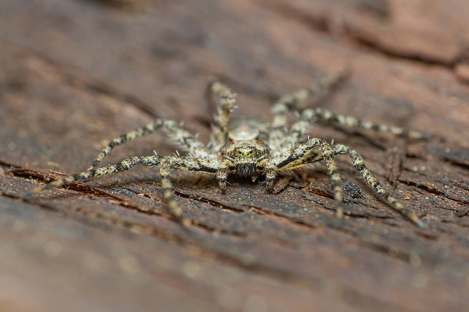 Philodromus poecilus - cifra karolópók