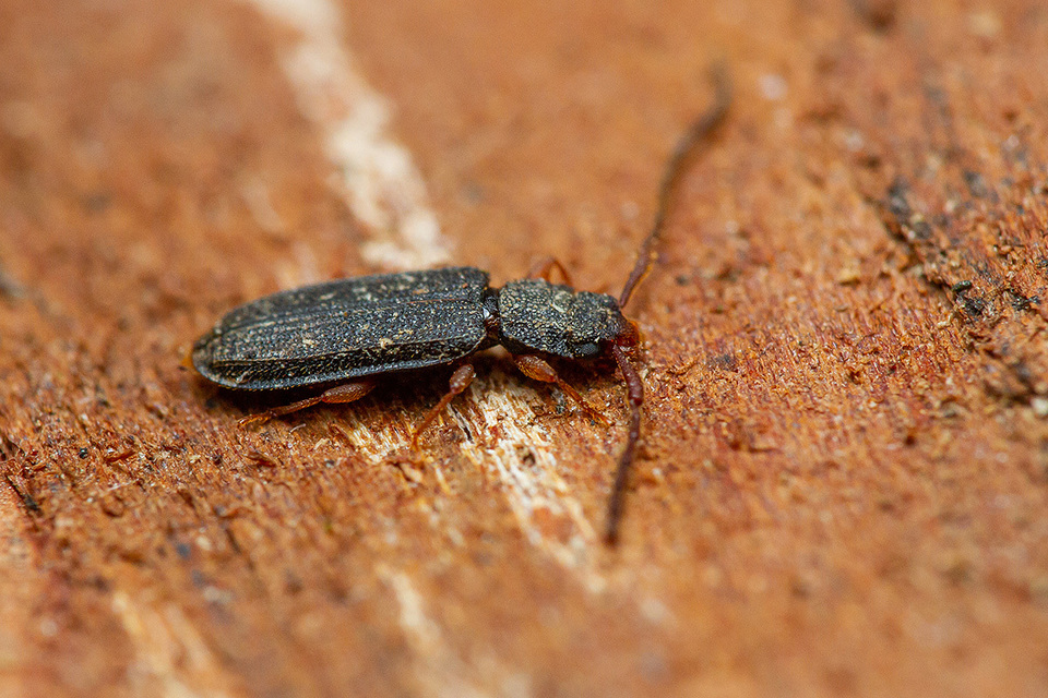 Uleiota planatus - hosszúcsápú fogasnyakú-lapbogár