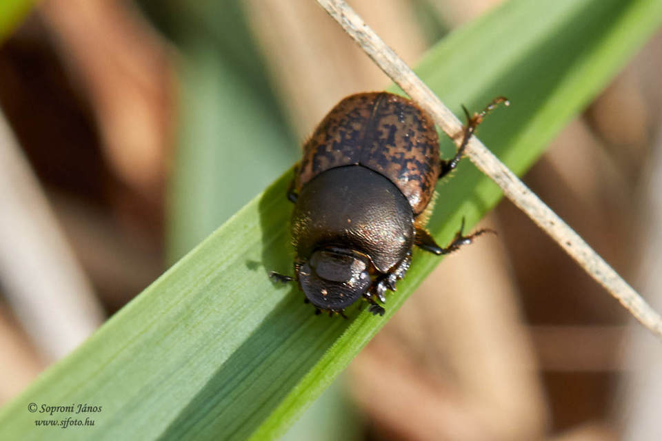 Onthophagus fracticornis - bronzos trágyatúró