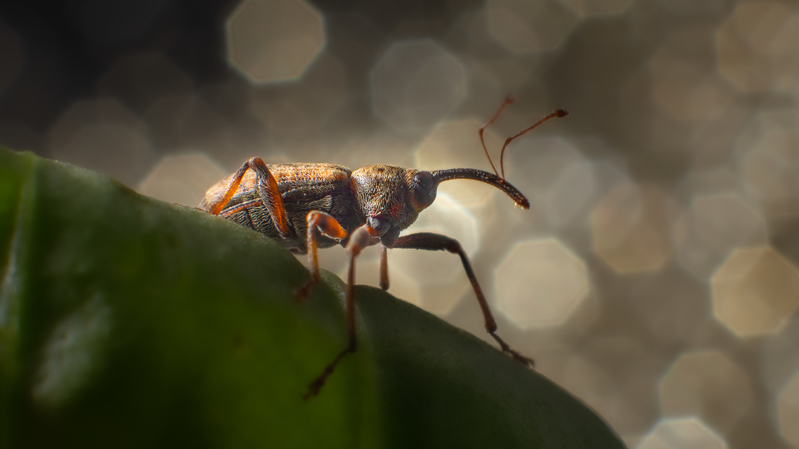 Dorytomus longimanus - kétalakú hangormányos