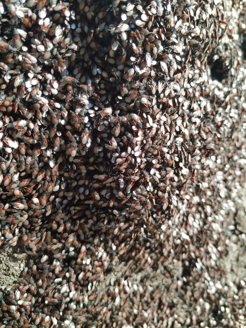 Oxycarenus lavaterae - hársbodobács
