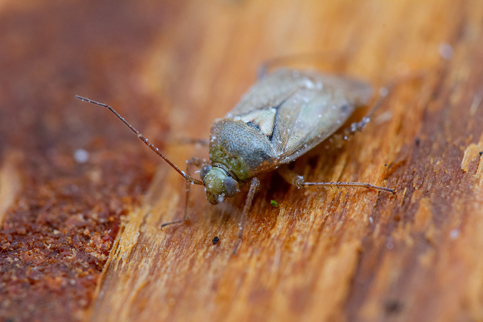 Lygus rugulipennis - molyhos mezeipoloska