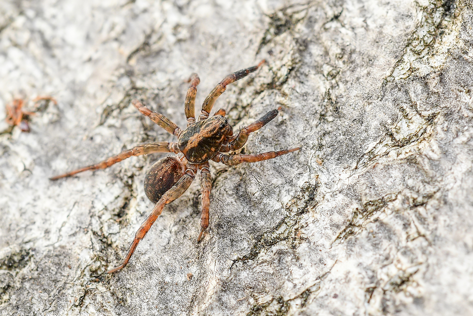 Trochosa