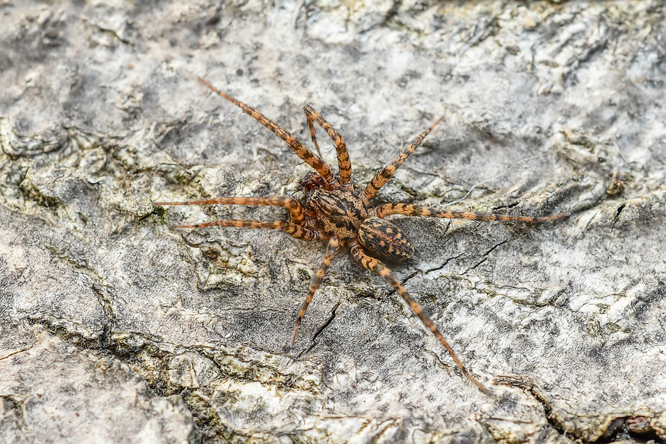 Tegenaria ferruginea - hegyi zugpók