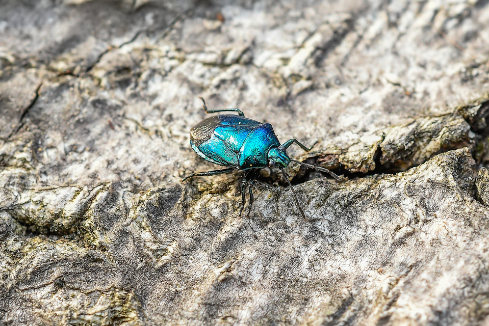 Zicrona caerulea - acélkék poloska Zicrona caerulea - acélkék poloska