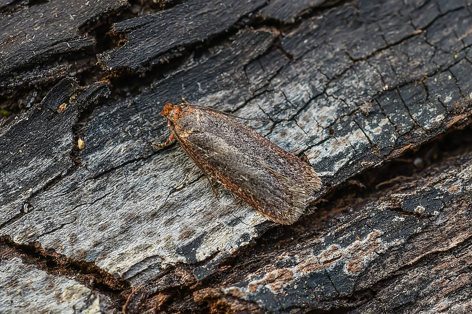Depressariidae - laposmolyfélék