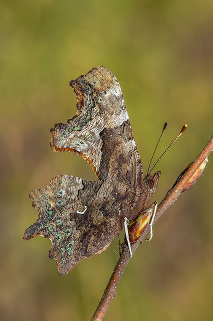 Nymphalis c-album - C-betűs lepke