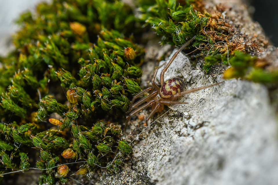 Steatoda grossa - nagy faggyúpók